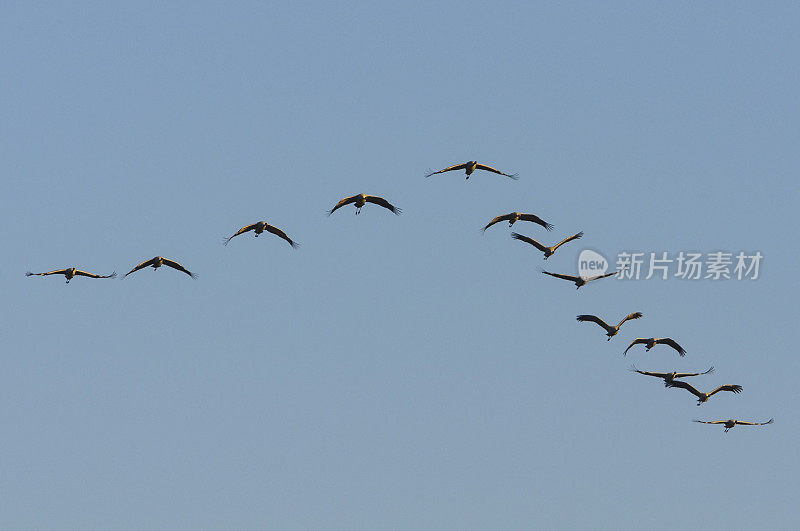 在迁徙季节的普通鹤(Grus Grus)